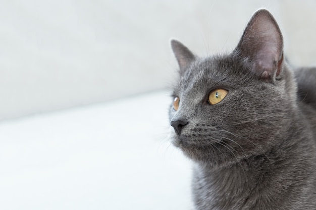 The gray cat with yellow eyes lies   Concept veterinary clinic or animal feed Cat blog