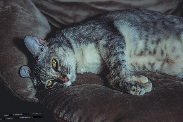 The gray cat with yellow eyes sitting on street and looks in camera