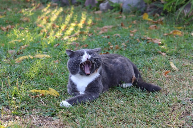 Gray cat yawns