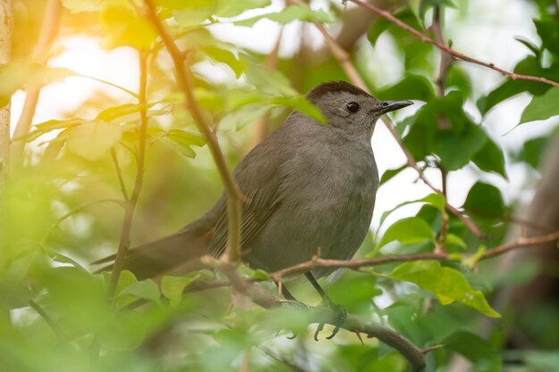 夏のフロリダの低木で木の枝に腰掛けた灰色の猫鳥の鳥