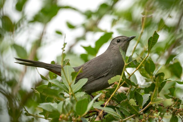 A Gray Catbird bird perched on a tree branch in summer Florida shrubs