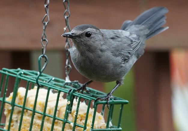 Photo gray catbird on a suet feeder