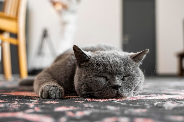 Gray chartreux cat with a yellow eyes sleeping on a carpet