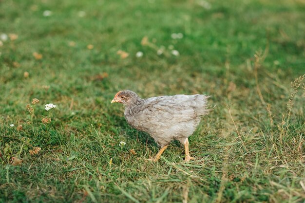 Gray chick running on green grass