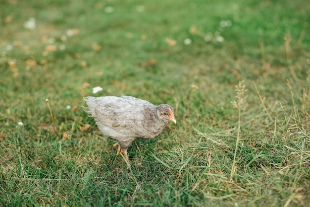 Серый цыпленок бежит по зеленой траве