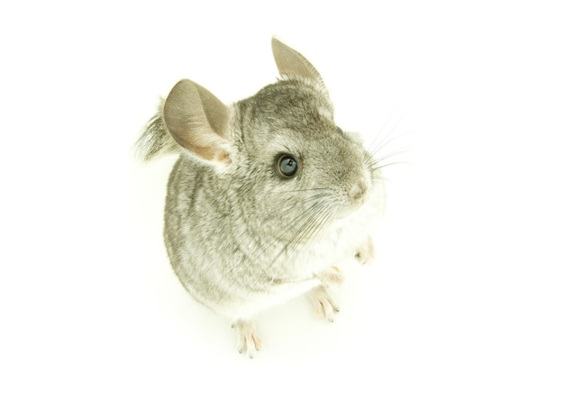 Gray chinchilla isolated on white