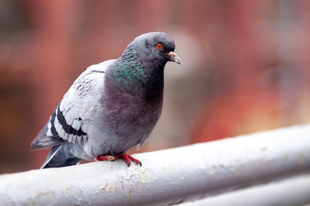 Gray city pigeon sitting on the parapet closeup