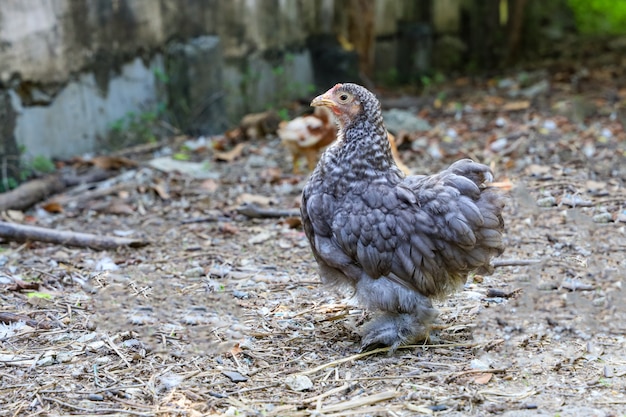 Серая курица coior Японии bantam в саде фермы на Таиланде