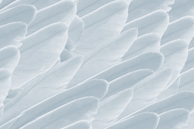 Photo gray color feather texture background 