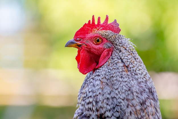 Gray colorful rooster close up on a blurred background