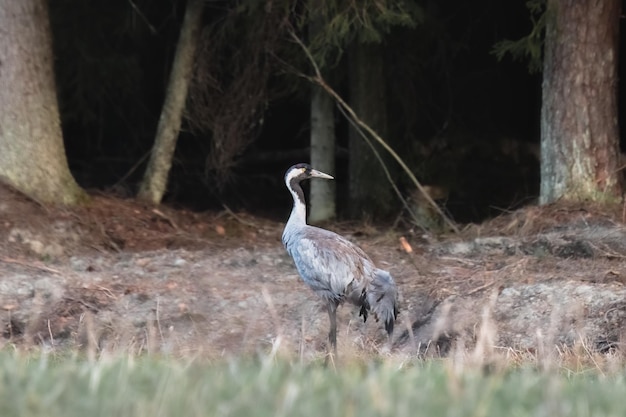 gray common crane is standing in the grass