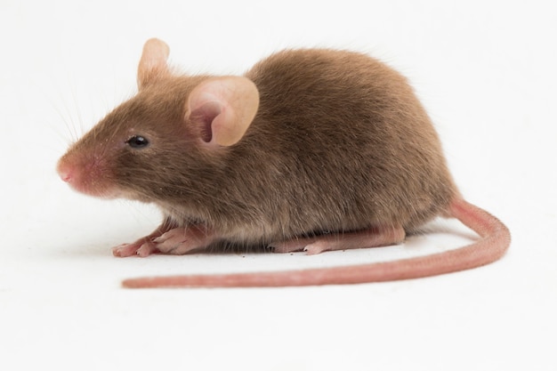 Gray common house mouse isolated