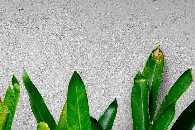 Gray concrete wall with tropical foliage with room for text