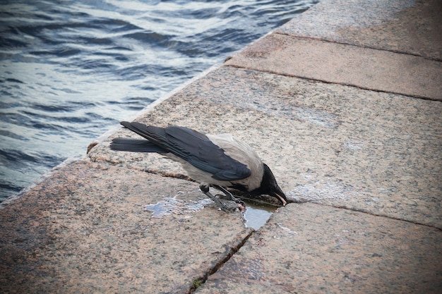 Gray crow on granite embankment