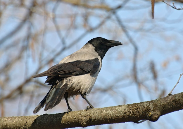 Un corvo grigio si siede su un ramo in una mattina di maggio nella regione di mosca russia