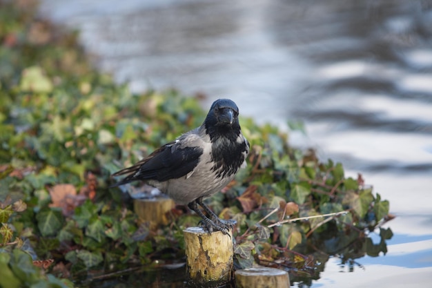 Gray crow sits near the river and looks into the distance