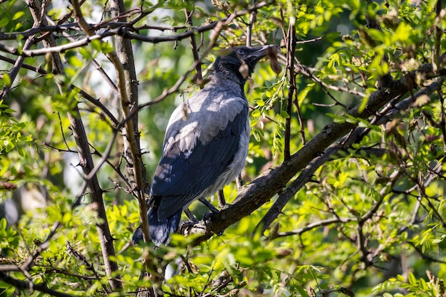A gray crow sits on a tree branch with green leaves