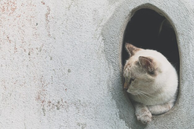 灰色のかわいい猫が楽しく遊んでいます