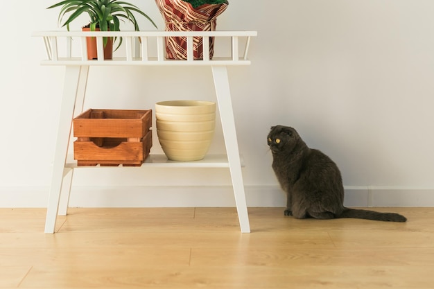 Gray cute cat with yellow eyes of Scottish Fold breed having fun at home