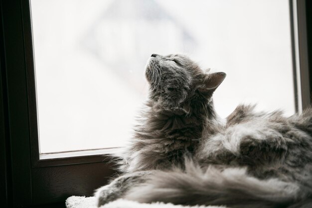 Gray domestic cat is lying on the wooden sill Home comfort and leisure concept