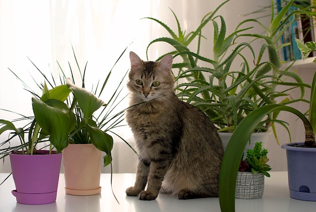 Gray domestic cat sits near potted houseplants on table Concept of pets Allergic to cats and flowers