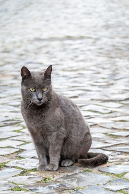 Gray domestic cat