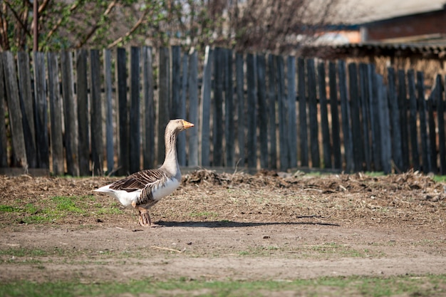 Gray domestic geese walk around the village