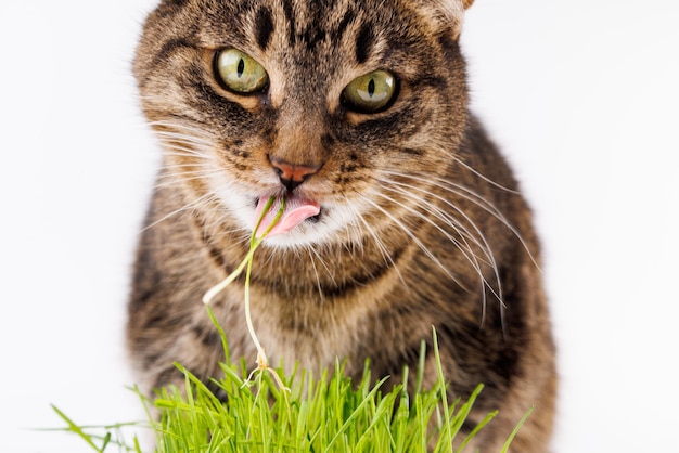 Gray domestic tabby cat eating fresh green grass closeup on white background with selective focus