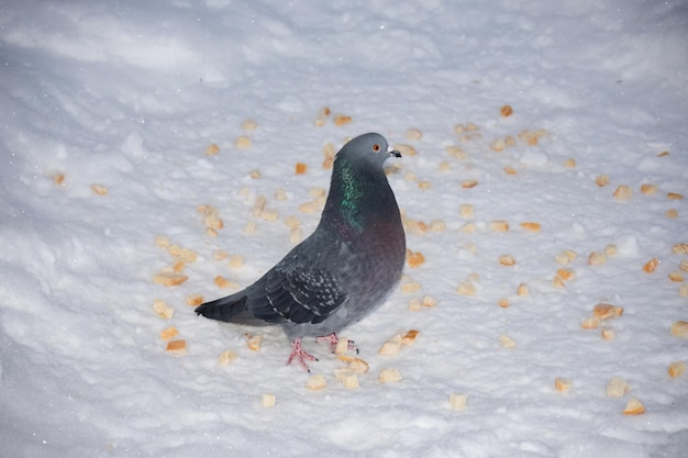 Gray dove among bread crumbs in snow