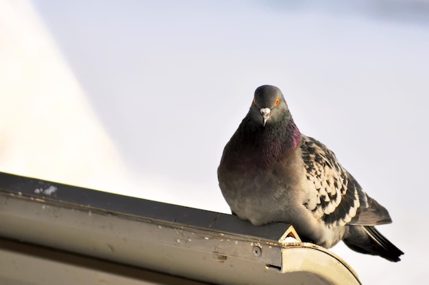 Gray dove sits on the back of a bench in winter against a background of snow