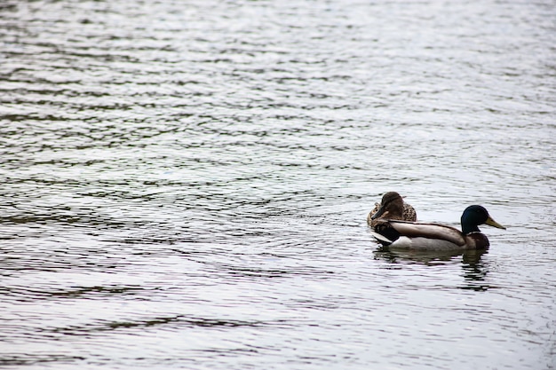 Gray duck near the pond, drake quacks on the lake