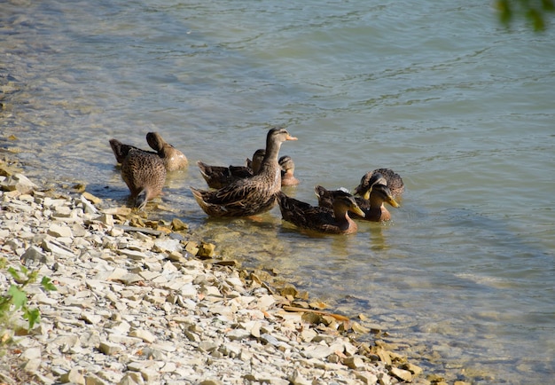 Gray ducks near the lake shore Waterfowl