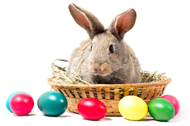 Gray Easter Bunny Sits In A Basket, Isolate, Blank For Easter Holiday, Concept To Easter.