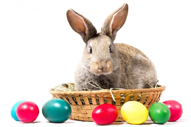 Il coniglietto di pasqua grigio si siede in un canestro, isolato, spazio in bianco per la festa di pasqua, concetto a pasqua.