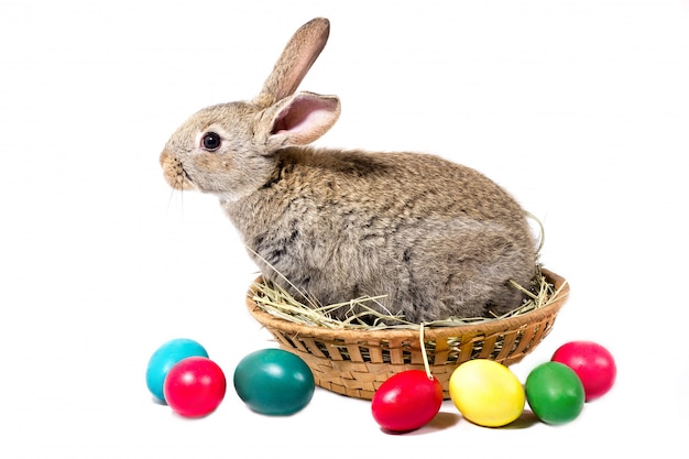 Gray Easter Bunny Sits In A Basket, Isolate, Blank For Easter Holiday, Concept To Easter.