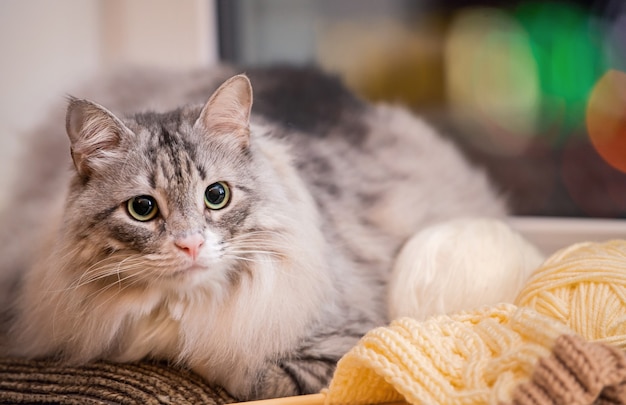 Gray fat fluffy cat sits on a windowsill among balls of yarn