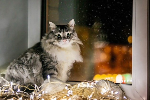 Il gatto lanuginoso grasso grigio si siede sul davanzale della finestra accanto a una ghirlanda sullo sfondo della neve che scende la sera