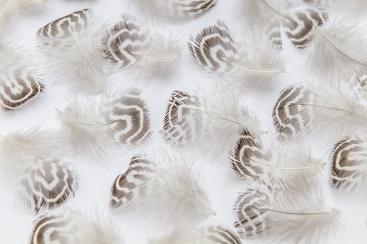 Photo gray feather on a white background as a background for design