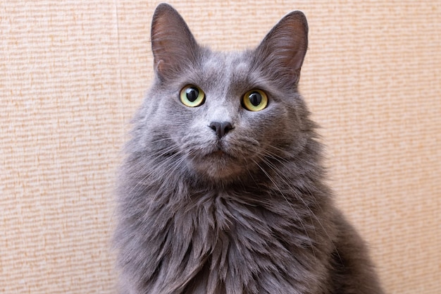 Gray fluffy big cat close up portrait