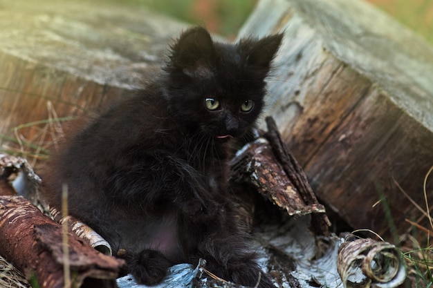 Gray fluffy cat in flower bed Cute amazing kitten Portrait of cute pretty kitten