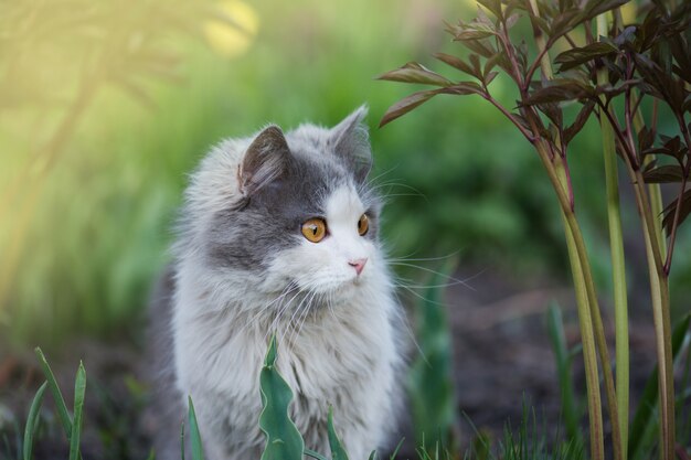 花壇に灰色のふわふわ猫。庭にかわいい子猫。灰色の猫が庭で遊んでいます。猫は春を楽しんでいます