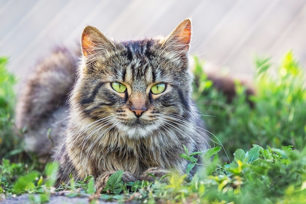 灰色のふわふわ猫が草の上に座っています