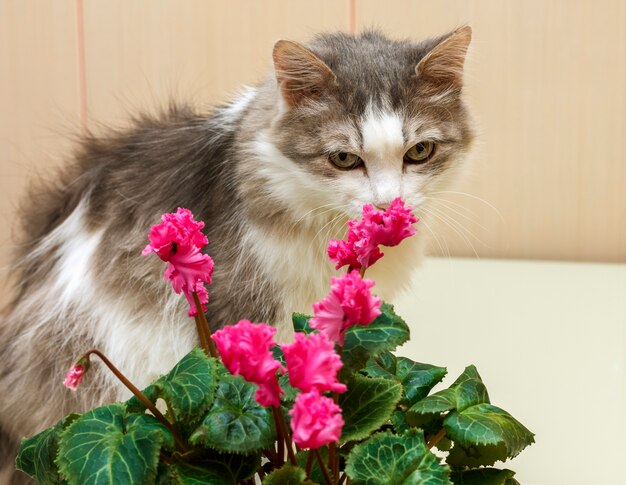 灰色のふわふわした猫、花の匂いを嗅ぐ