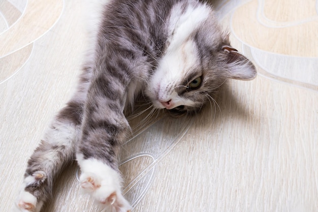 Gray fluffy cat stretching on the floor