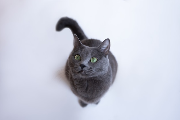 緑の目を持つ灰色のふわふわ猫は白い木の床に座って見上げる