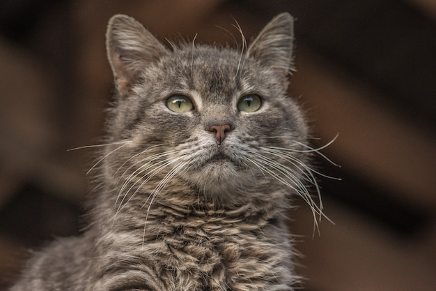 Серый пушистый кот с желтыми глазами