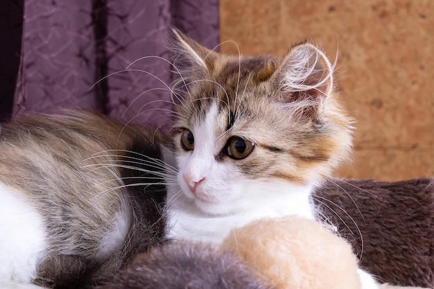 Gray fluffy kitten closeup portrait in room