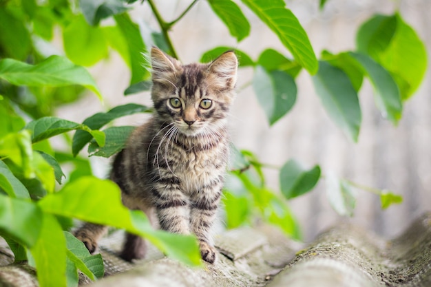 Photo gray fluffy kitten in the garden among the green grass