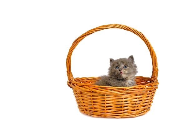 Gray and fluffy kitten is lying in basket white background isolate