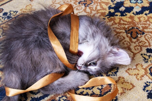 Gray fluffy kitten playing with a ribbon